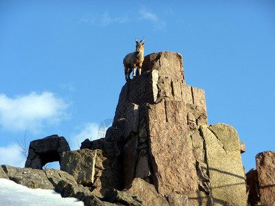 山羊在蓝天背景的石头岩石上图片