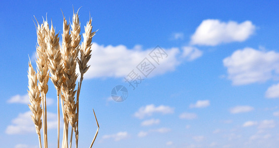 小麦的特写耳朵对着天空图片