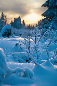 哈茨山的冬季森林图片