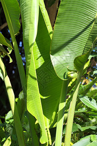 香蕉绿叶图片