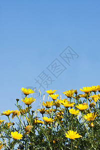 美丽的黄色花朵和蓝天背景的图片