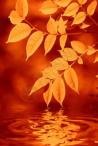 秋叶倒水浅焦图片