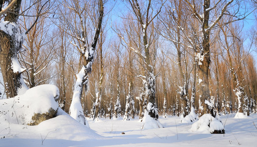 冬季森林图片