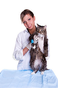 兽医和脚科兽医要对一只猫图片