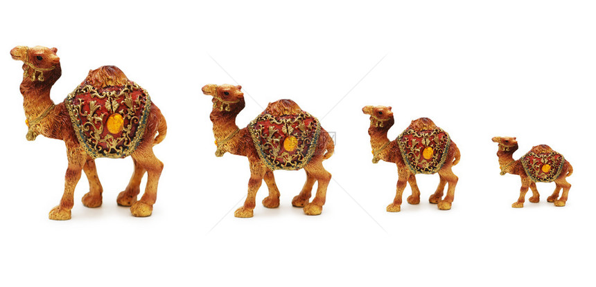 孤立在白色背景上的骆驼商队图片