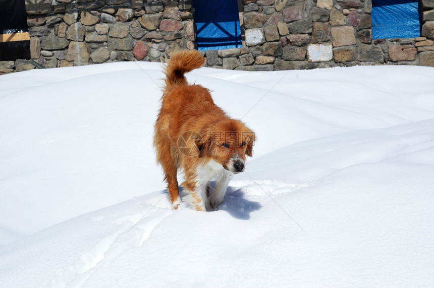 雪地里的棕狗图片