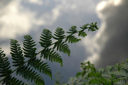 蕨类植物和水中天空的倒影图片