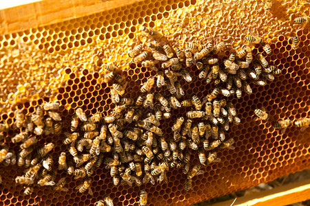 蜜蜂无私地工作背景图片