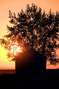 加拿大谷物农业太阳树图片