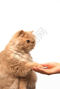 猫与握手图片