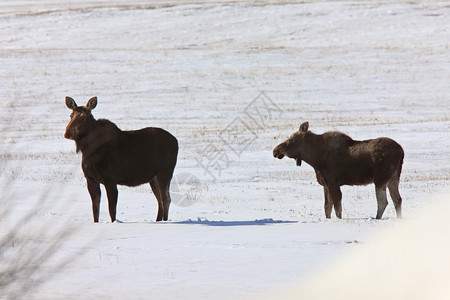 冬季萨斯喀彻温省的驼鹿图片