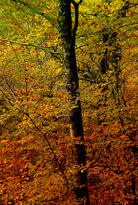 森林的秋天葡萄牙公园图片
