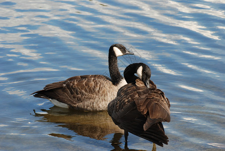 鹿湖中的加拿大鹅图片