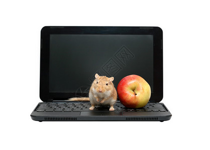 黑色现代笔记本电脑上的真姜鼠标和苹果孤图片