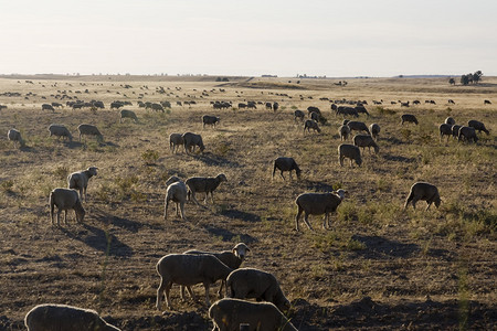 葡萄牙阿连特茹地区干草景观上的大群羊图片