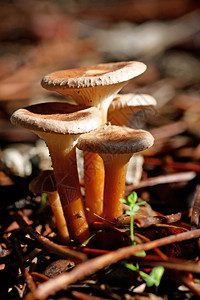 小蘑菇在森林地面上的小聚会图片