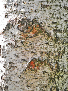 Birch树干缝图片