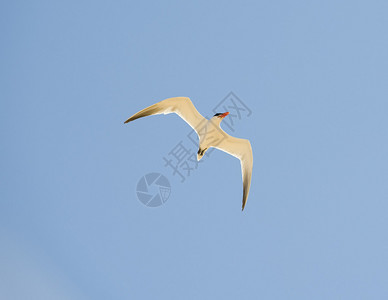 在蓝天背景下飞行的里海燕鸥鸟图片