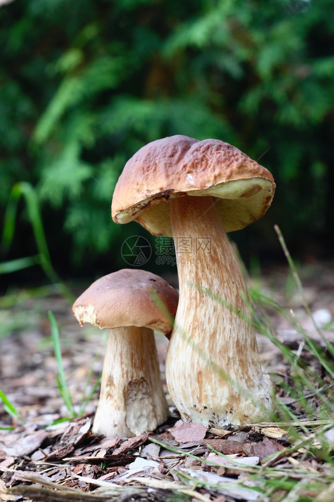 可食用野生蘑菇图片