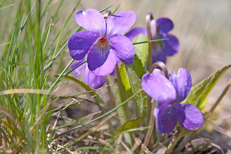 野生长的紫罗兰花EarlyDogvioletViolareichenbac背景图片