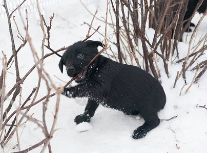 黑小狗雪纳瑞在冬天的雪地里玩得开心图片