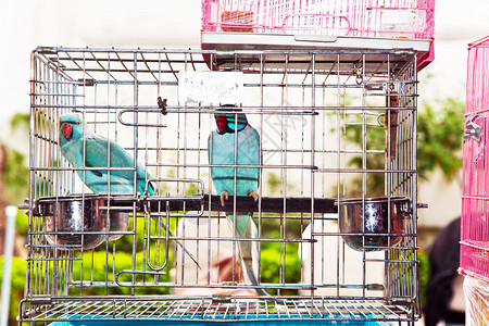 香港鸟市的笼中鸟图片
