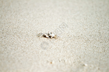 螃蟹在细软的沙滩上爬行图片