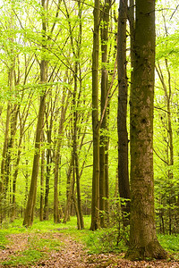 年轻灰色森林的春天风景有绿树的图片