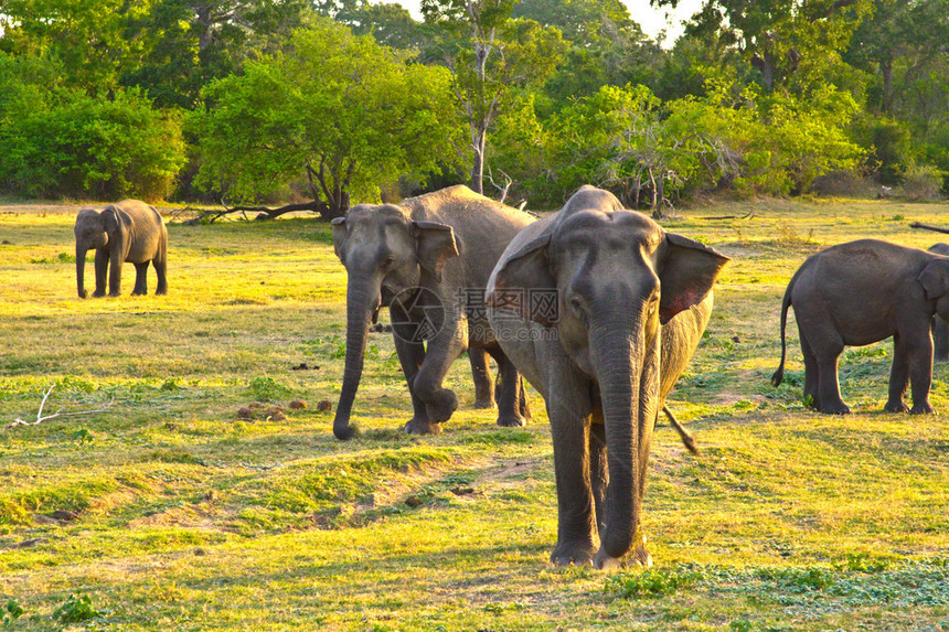 斯里兰卡丛林中的野生图片
