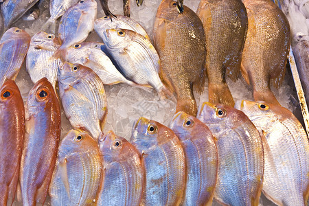 亚洲鱼市提供全鲜鱼背景图片