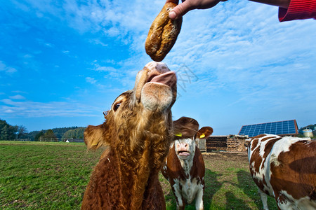 青草地上的友好牛群值得信赖图片