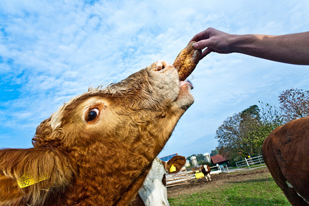 青草地上的好牛值得信赖图片