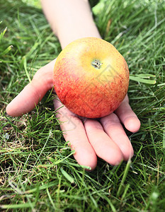 手中的苹果在绿草上图片
