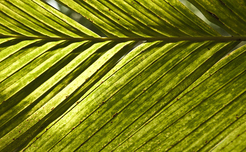 详细的绿色棕榈叶图片