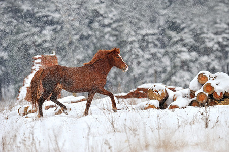 冬天的马图片