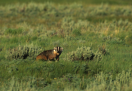 草原栖息地的獾图片