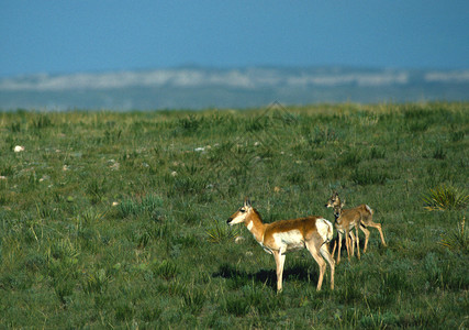一只叉角羚羊母鹿和她的小鹿图片
