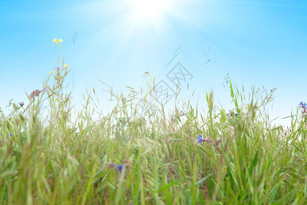 绿草与阳光和蓝天背景图片