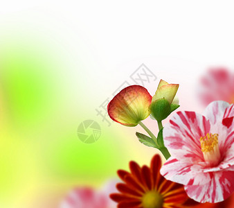 鲜花盛开的图片作为文本的背景图片