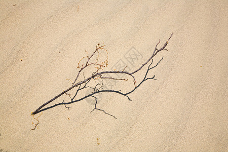 在死谷北点的梅斯基特平板沙丘中用精细石英砂制成的热度干图片