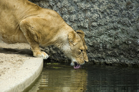 母狮饮水图片
