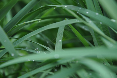 草背景采尔克瓦高清图片