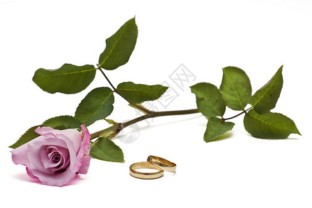 结婚金环和粉红色玫瑰孤图片