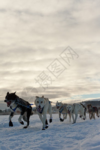 热心的雪橇狗队为赢得雪橇赛图片