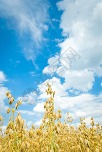 金色燕麦田和蓝天农田图片