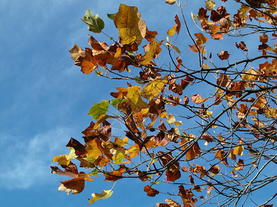 黄色棕色绿色秋叶图片