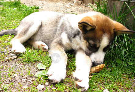 西伯利亚哈斯基小狗图片