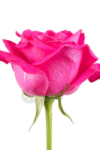 一束粉红玫瑰背景图片