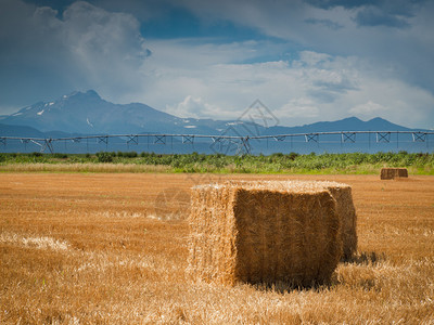 在蓝云的天空下耕种田地上的草丛背景是科罗拉多州长山峰LongsPe图片