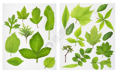 欧洲植物的绿色叶子图片
